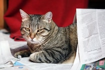 猫が『新聞やチラシ』に乗ってくる理由3つ　紙を好むのはなぜ？降りてもらいたいときの対処法も