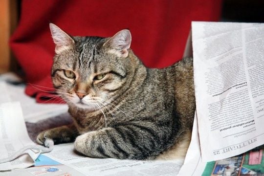 猫が『新聞やチラシ』に乗ってくる理由3つ 紙を好むのはなぜ?降りてもらいたいときの対処法も