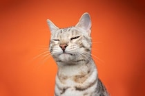 猫のことが好きすぎると『ついやりがちなNG行為』5つ　控えるべき理由や適切な距離感まで