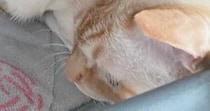 『愛と捉えて良い？』眠っていると、そばにやってきた猫→飼い主動揺の『ポジショニング』に１万いいね「間違いなく愛」「本当に羨ましい」