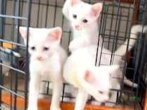 真っ白な３匹の子猫→朝ご飯を用意してあげると…ずっと見ていたくなる『尊い光景』に「キャラ濃すぎｗ」「ご飯より遊びたいんだね」と反響