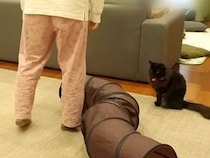 運動不足なので、反復横跳びをした結果→見ていたネコが…微笑ましい『日常の様子』に反響「心配してるよね？」「まじで監視員」