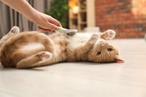 猫の『ブラッシング不足』で起きるトラブル5つ　放置するとどうなる？正しいお手入れの頻度も解説