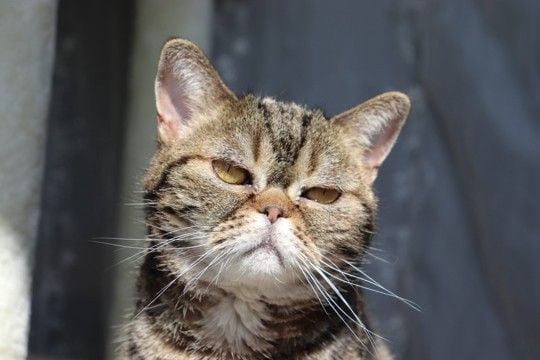 猫が頻繁に『頭を振る』ときの原因3つ 異常サインの可能性も?取るべき対処法まで解説