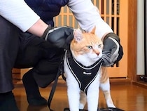 ママがお出かけ中、猫が『パパと散歩』に行くことになった結果…笑ってしまうやり取りが37万再生「声出して笑ったｗ」「お父さん最高ｗ」