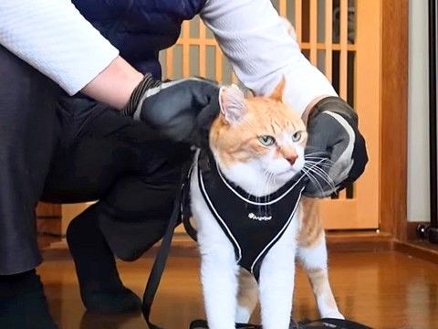 ママがお出かけ中、猫が『パパと散歩』に行くことになった結果…笑ってしまうやり取りが37万再生「声出して笑ったw」「お父さん最高w」