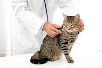 『猫風邪』にかかると表れる症状4つ　重症化するリスクも？主な原因や予防法まで解説