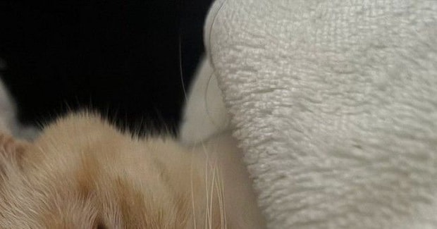 ふと布団を見たら、猫が寝ていて…思わず二度見する『人間みたいな光景』に６万いいね「自然すぎて笑う」「顔出してるのがいいね」と話題