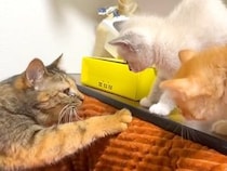 ２匹の保護子猫→先住猫と初対面したら、顔を近づけて…微笑ましい『ごあいさつの光景』に反響「優しさがとんでもない」「もう寂しくないね」