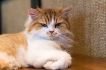嫌いな人に見せる猫の10の態度