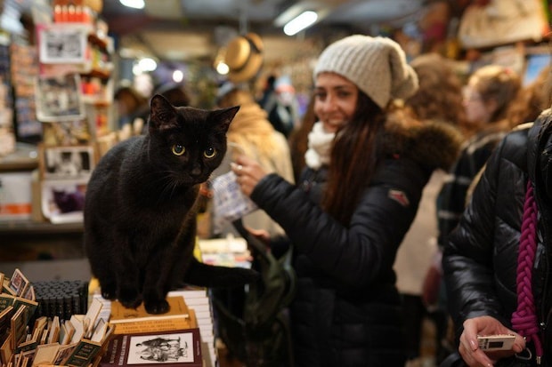 書店で客と交流する猫