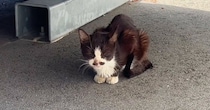 体重わずか1.8キロ『ボロボロの体で助けを求めてきた野良猫』を保護…『3年間の記録』に感動の声「運命ってあるんだ」「奇跡の出会い」
