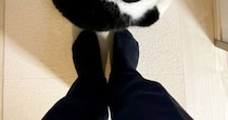 いつもより早く『パパが帰宅』した結果、猫が……尊さ限界突破の『お出迎えの様子』に４万いいね「喜びの舞ｗ」「全力で表現してるｗ」