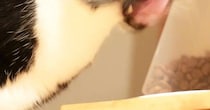ネコのことを撮影→顔を見てみると…笑ってしまうほど『躍動感ありすぎる瞬間』に３万いいね「吹いてしまったｗ」「漫画に出てきそうｗ」