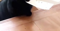 ルンルンで『階段を上ってきた黒猫』→『お口』に注目したら…たまらなく愛おしい光景に２万いいね「もちもちしてる」「うわー可愛すぎる」