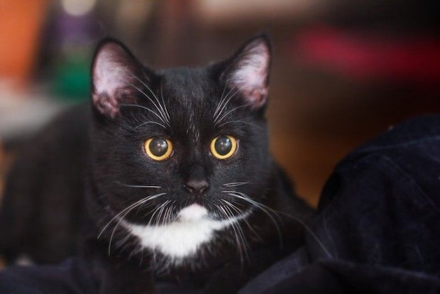 猫のヒゲと眉毛