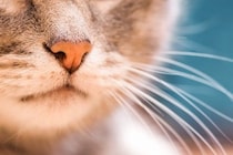猫の『ヒゲ』が持っている重要な役割4選　知っておきたい知識や避けるべきNG行為まで