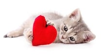猫が大好きという気持ちを飼い主に伝える9つのサイン
