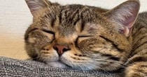 暖かくなってきた日、ソファで“ぺそっ”と眠っていた猫…完全に脱力しきっている光景が114万表示「とけてるぅー」「いい季節がきたねｗ」