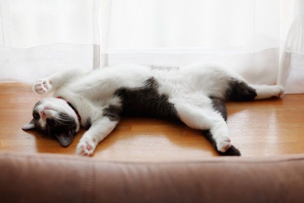 眠る猫