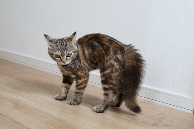 威嚇している猫