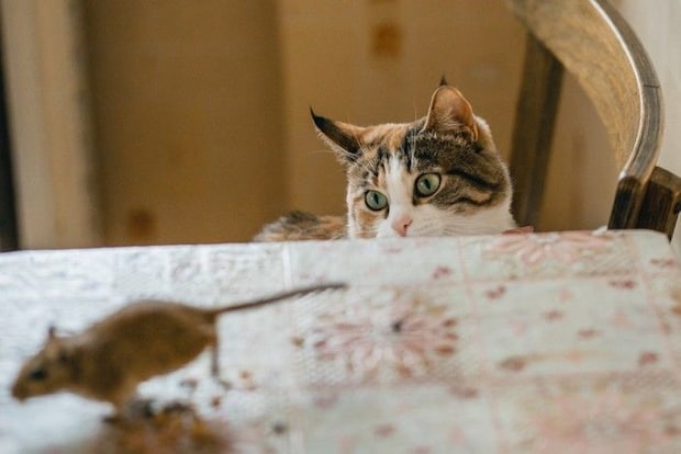猫とネズミ