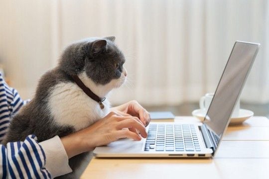 猫との暮らしで『思わず笑ってしまう』瞬間4選　あなたはいくつ共感できますか？