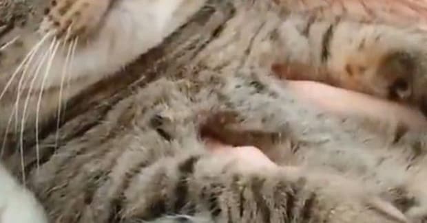 天敵のお姉ちゃんに『モフられていた猫』→表情を見たら……笑ってしまう瞬間に2万いいね「たまらニャいねw」「お口がかわいい」と話題