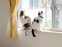 ママが家にいない日、パパと過ごす２匹の猫→ソワソワと落ち着かなくて…『いじらしい様子』が話題「パパっ子だね」「意思疎通ができてる」