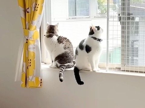 ママが家にいない日、パパと過ごす2匹の猫→ソワソワと落ち着かなくて…『いじらしい様子』が話題「パパっ子だね」「意思疎通ができてる」
