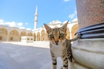 猫好きなら行ってみたい『猫を愛する国』5選　猫との歴史やそれぞれの魅力もご紹介
