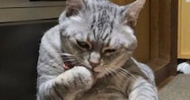 『猫とは思えない体勢』でくつろぐ猫→さらに背後を見ると…まさかの光景に笑ってしまうと反響「おっさんか何か入ってる？」「後ろの方がｗ」