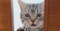 『飼い主が仕事に行く時の猫』→AIが作った理想と『実際の様子』を比べてみたら…まさかの光景に爆笑の声「切なすぎるｗｗ」「どちらも好きｗ」