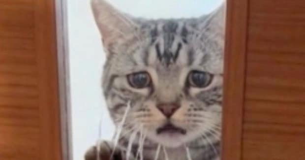 『飼い主が仕事に行く時の猫』→AIが作った理想と『実際の様子』を比べてみたら…まさかの光景に爆笑の声「切なすぎるww」「どちらも好きw」