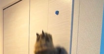 壁にリボンを貼って『猫がどこまでジャンプできるか』挑戦→目標が高くなりすぎた結果…可愛すぎる行動に反響「助走なしですごい」「頑張ったｗ」