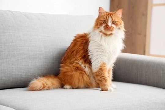 『体が大きく成長する』猫種5選 それぞれの特徴や飼い方のコツまで