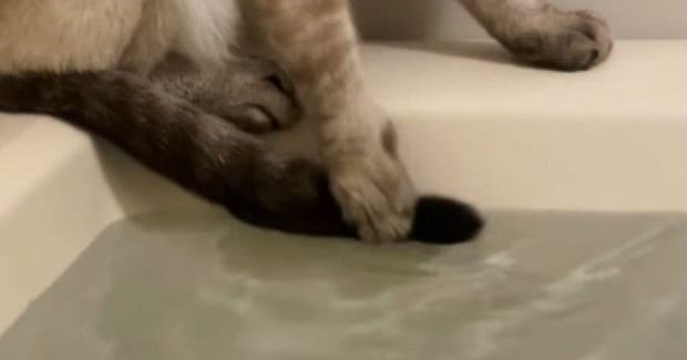 湯船に『しっぽ』が浸かってしまったことに『気づいた猫』…『まさかの行動』が136万再生「自分の意思で動かないw」「必死なのが伝わるw」