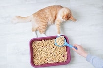 猫の『ウンチ』から健康チェックする方法5つ　病気の可能性や異変を感じたときの対処法も解説