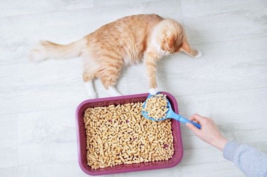 猫の『ウンチ』から健康チェックする方法5つ 病気の可能性や異変を感じたときの対処法も解説
