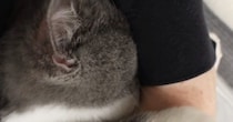 普段はそっけない態度の猫が全力でパパに甘え始めた結果…抱きしめたくなる『赤ちゃんすぎる光景』が61万再生「変わってほしい」「やばい」