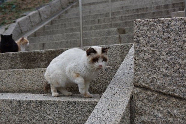 フリーズ？する野良猫