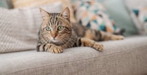 猫が突然『フリーズ』するときの理由5選　ピタッと止まるのはなぜ？不思議な行動の意味とは