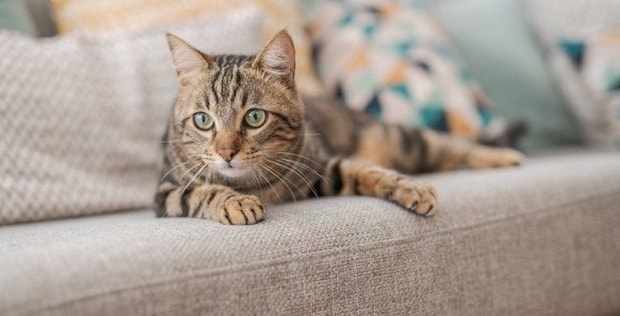 猫が突然『フリーズ』するときの理由5選 ピタッと止まるのはなぜ?不思議な行動の意味とは