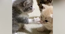 「いくらでも受けたい」「可愛さの破壊力が抜群ｗ」生後3週間の子猫が『パンチ』した結果→あまりにも弱くて…思わず顔が緩む光景が46万再生
