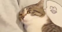 『膝から落ちそうになった猫』をしっかりと抱っこしてあげた結果…尊すぎる『表情の変化』が135万表示「天使すぎ」「大好きなんだろうね」