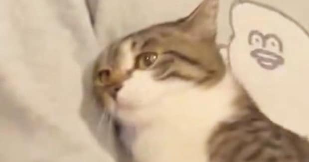 『膝から落ちそうになった猫』をしっかりと抱っこしてあげた結果…尊すぎる『表情の変化』が135万表示「天使すぎ」「大好きなんだろうね」
