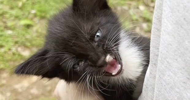 嵐がくる直前、『がれきの中で鳴いていた子猫』を保護→優しい先住猫たちと出会うと…30日間の記録に感動の声「素敵な物語」「泣ける」<海外>