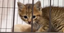 『可愛い顔の子猫』がケージに顔を押し付けた結果…想像以上に『変顔になる瞬間』が164万表示「電車の中で吹いたｗ」「お腹痛いｗ」