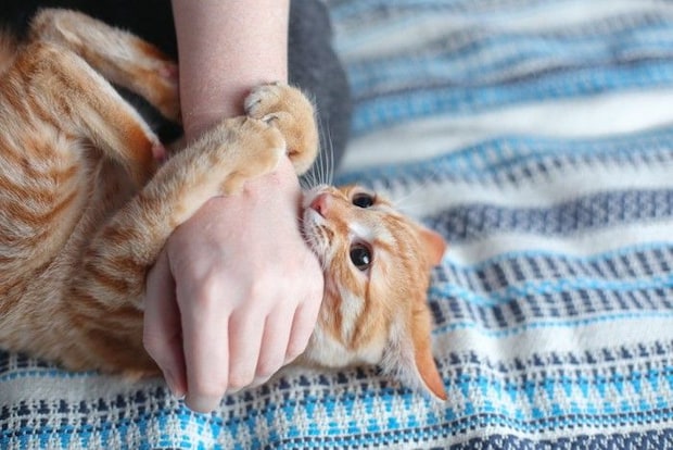 腕にじゃれつく猫