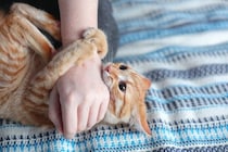 猫があなたの『手を攻撃してくる』ときの理由5選　襲いかかってくる心理や止めてもらう方法も